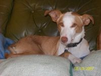 Lani`s-Hundeschule ...gemeinsam einen Weg gehen