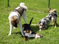 Hundeschule Natural Dogworld