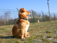 "Hundeschule & Pension "DOMINO"