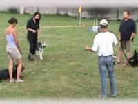 Mondioring - Hundeschule Manfred Urak