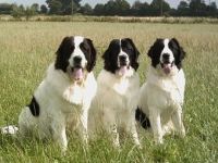 vom Kranenburger Bruch