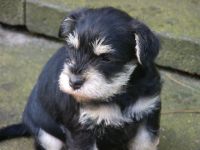 Bugs vom Drosselbart