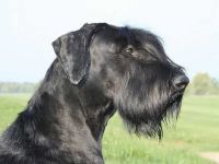 von der Satans Meute