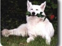 Hundezentrum Elbmarsch