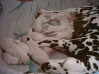 von den Nordseewellen