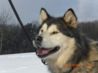 Tierpsychologie, Verhaltenstherapie und Naturheilkunde B.Reitz