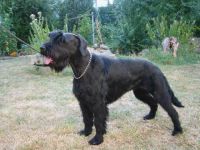 Pinscher Schnauzer Schweinfurt