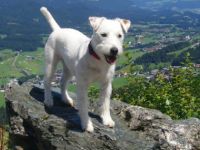 Vom Canis Lupus Clan