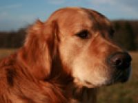 Golden Pearls of Boxbrunn