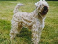 of Allstarman's Clan