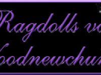 Ragdollkatzen von Woodnewchurch