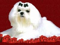 Happy of little Girl´s