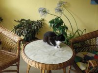 Conny's Tierheilpraxis