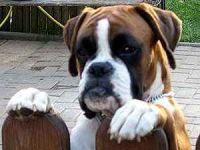 von der Boxerschlucht