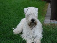 Wheatens von der Mühle