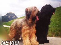 Moonlight Black Bear