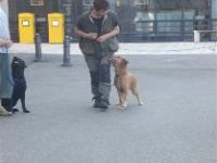 Dogspassion - Hundeschule Sigmaringen