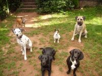 Hundeoension "Dog Paradies"