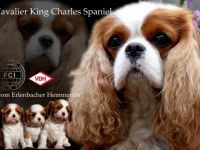 vom Erlenbacher Hemmerich