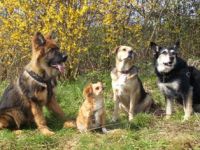 HundgeRecht - Positives Lernen für Mensch und Hund