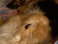 Tierheilpraktikerin Jacqueline Künstler