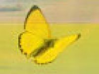 Heilpraktikerin, Tierheilpraktikerin und Hundetrainerin Doris Etterer