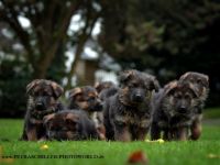 von der Königsgarde