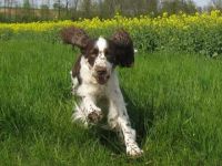 Aus der Kätchenstadt