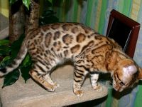 Cattery von der Loreley