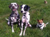 Top-Dog24.de -Ihr Hundeservice