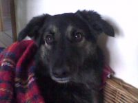 Mobile Tierheilpraxis & Tierhaltungsberatung Heike Schmickler