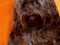 Sigi vom Zarenhof Romanow