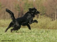 Dymen, Nigel, Indi, Bob