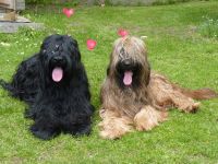 Los pequeños Banditos