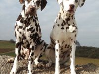 Hundephysiotherapie-Hundekrankengymnastik Christiane Strümer