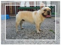 'Sirius from Iron County'