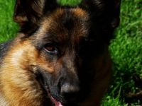 vom Tecklenburger Land