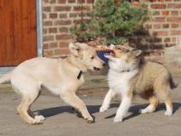 Creahof - Hundeschule