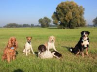 Hundeservice Just for Fun