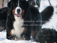 Jr.Ch. BARBARIAN BARBAROSSA Altura