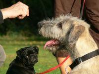 Hundeschule PowerPets-Die Haustierberatung