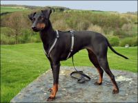 The black Hurrican`s