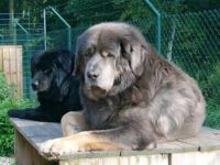 Marco Polos King of Tibet