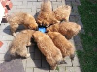 Tervueren von Danuwa