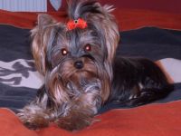 de les petite`s diable