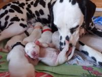 Von den Sandstücken