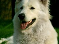 You win Again vom Werntal