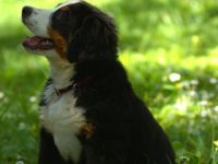 von der Frankenhöhe