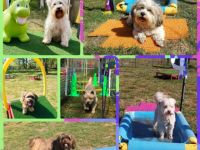 Hundeberatung Bell Ami