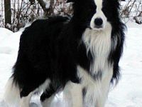 a leader from the tyre-stamp